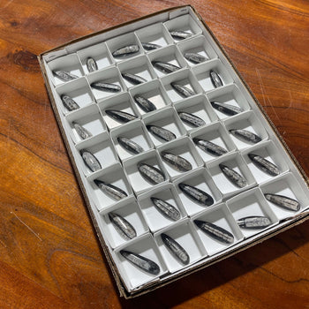 35 piece Orthoceras Flat - Gem Avenue Wholesale