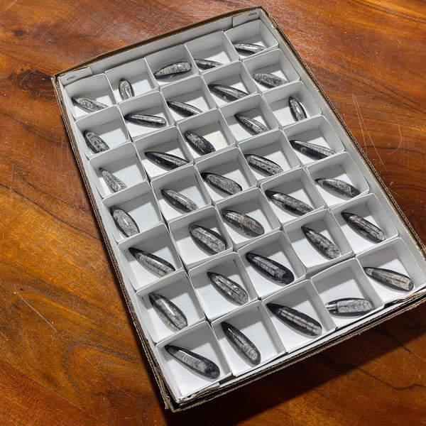 35 piece Orthoceras Flat - Gem Avenue Wholesale