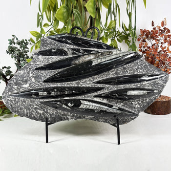 Orthoceras Fossil - Gem Avenue Wholesale