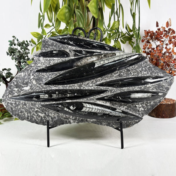 Orthoceras Fossil - Gem Avenue Wholesale