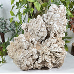 Desert Rose Mineral Specimen - RMI882