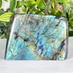 Labradorite Gemstone Freeform - RPS556