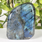 Labradorite Gemstone Freeform - RPS583