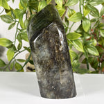 Labradorite Gemstone Freeform - RPS611