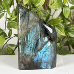 Labradorite Gemstone Freeform - RPS613
