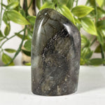 Labradorite Gemstone Freeform - RPS618