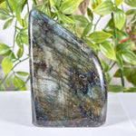 Labradorite Gemstone Freeform - RPS621