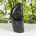 Labradorite Gemstone Freeform - RPS625