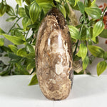 Chocolate Calcite Gemstone Freeform - RPS649