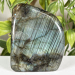 Labradorite Gemstone Freeform - RPS684