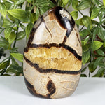Septarian Gemstone Freeform - RPS701