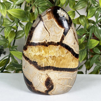 Septarian Gemstone Freeform - Gem Avenue Wholesale