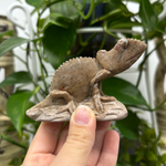 Natural Serpentine Chameleon Figurine – Hand-Carved Crystal Animal Statue for Home Décor & Collectible Display