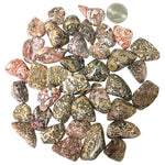1 lb Polished Leopard Skin Jasper Tumbled Gemstone Healing Crystals Bulk