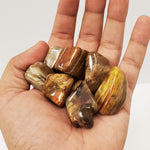 1 lb Natural Polished Petrified Wood Gemstone Tumbled Stones Healing Crystals Bulk