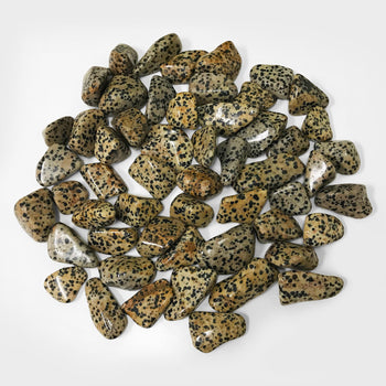 Natural Dalmatian Jasper Tumbled Stone Gemstone Crystals- Wholesale - Gem Avenue