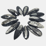 Natural Orthoceras Fossil