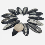 Natural Orthoceras Fossil